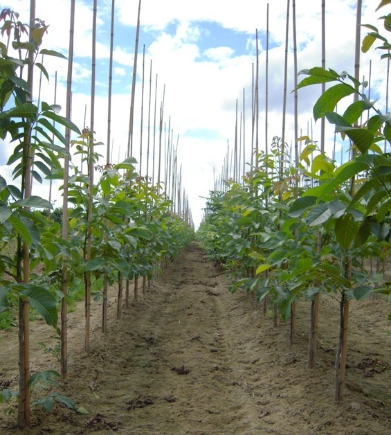 fruitbomen