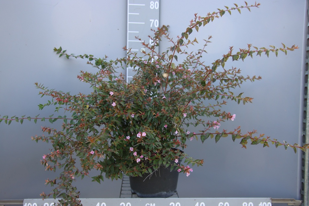 [AEGO30C3] ABELIA 'EDWARD GOUCHER' (Pot 3 liter, 30-40 cm)