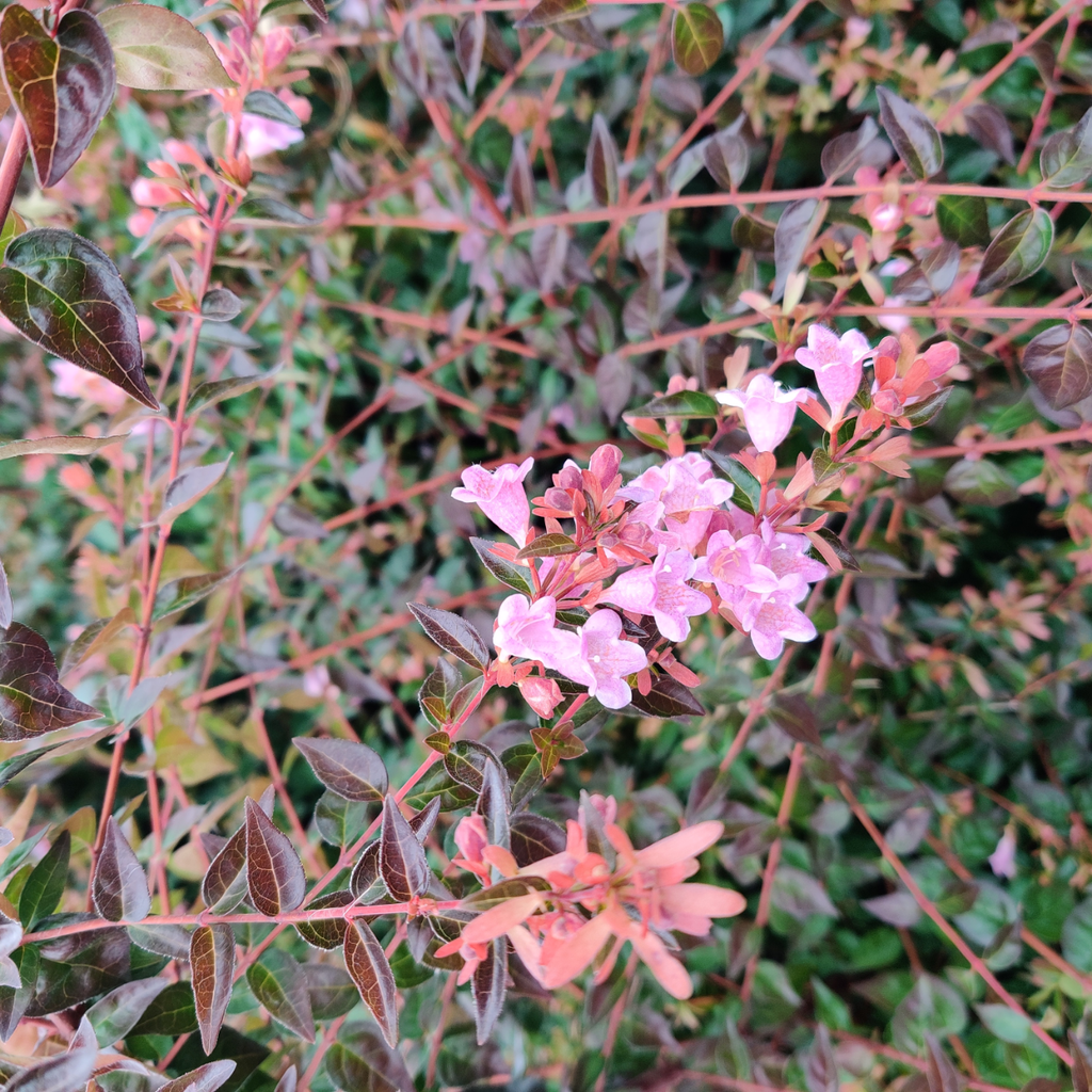 [AGEGA3] ABELIA 'EDWARD GOUCHER' (Pot 3 liter, 30-40 cm)