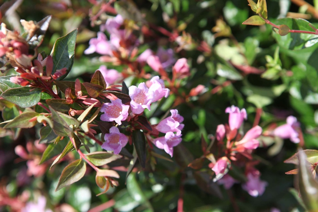 [AGEGA3] ABELIA 'EDWARD GOUCHER' (Pot 3 liter, 30-40 cm)
