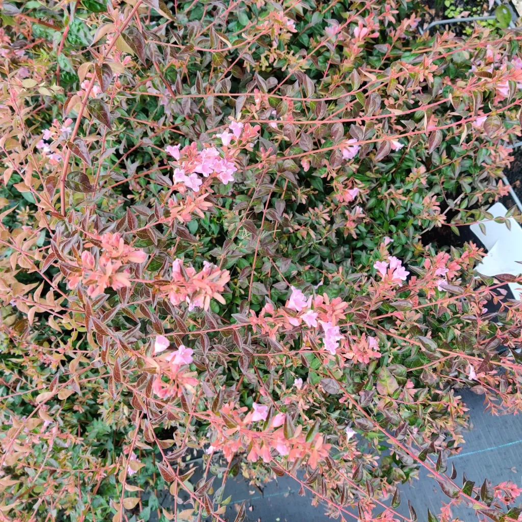 ABELIA 'EDWARD GOUCHER'