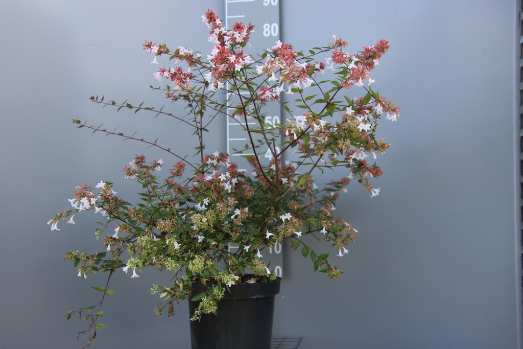 ABELIA GRANDIFLORA