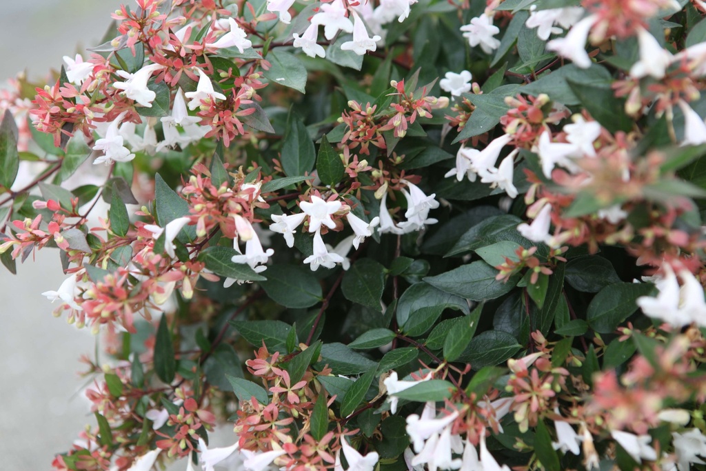 [AGR30] ABELIA GRANDIFLORA (Pot 3 litres, 30-40 cm)
