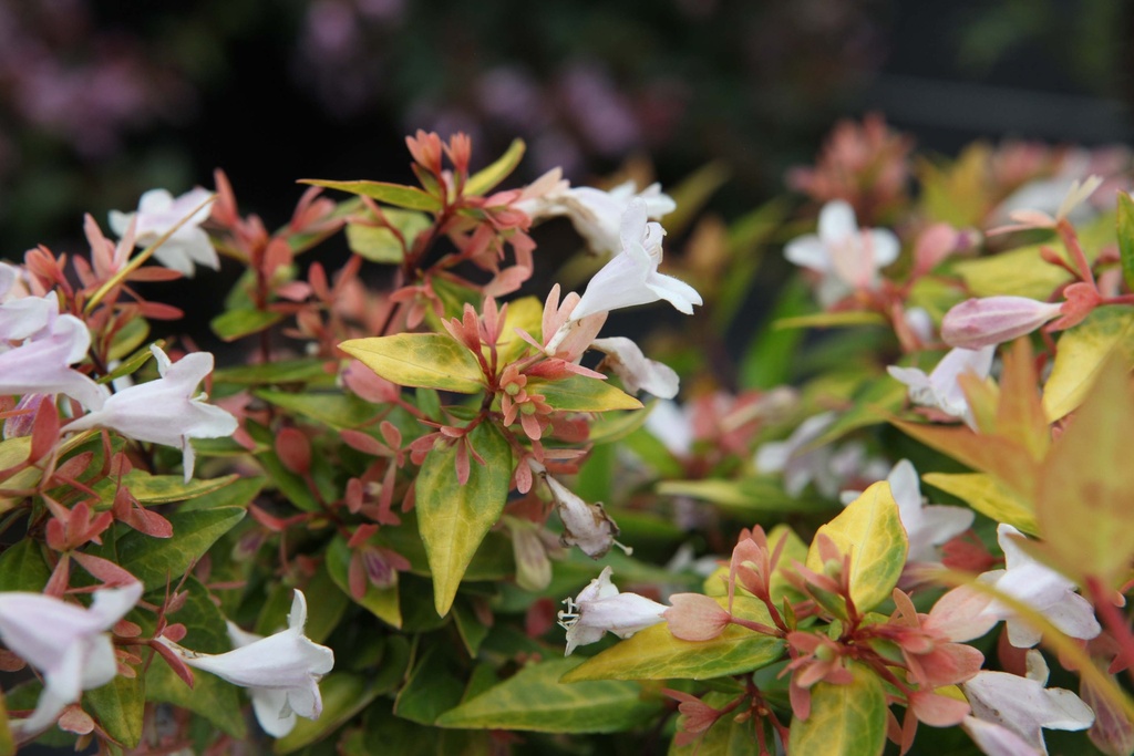 [xx] ABELIA GRANDIFLORA 'FRANCIS MASON' (Pot 3 litres, 30-40 cm)