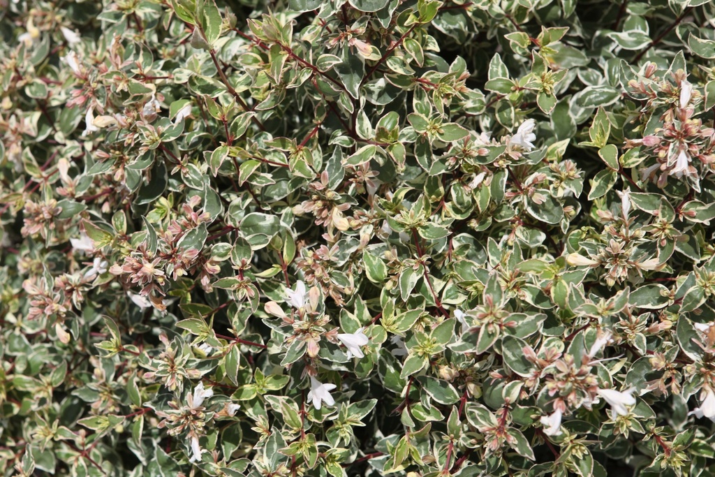 [xx] ABELIA GRANDIFLORA SPARKLING SILVER (Pot 3 litres, 30-40 cm)