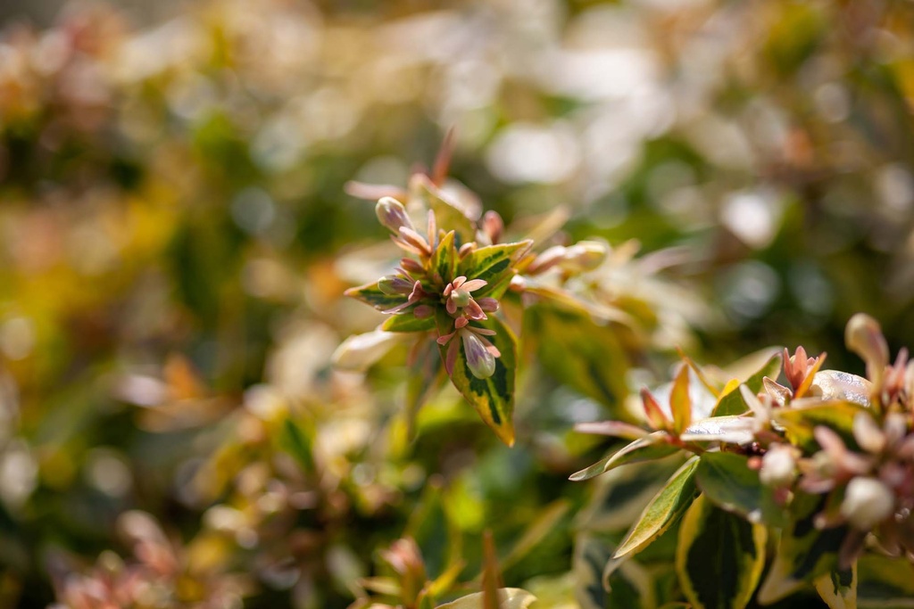[AGKA3] ABELIA 'KALEIDOSCOPE' (Pot 3 liter, 30-40 cm)