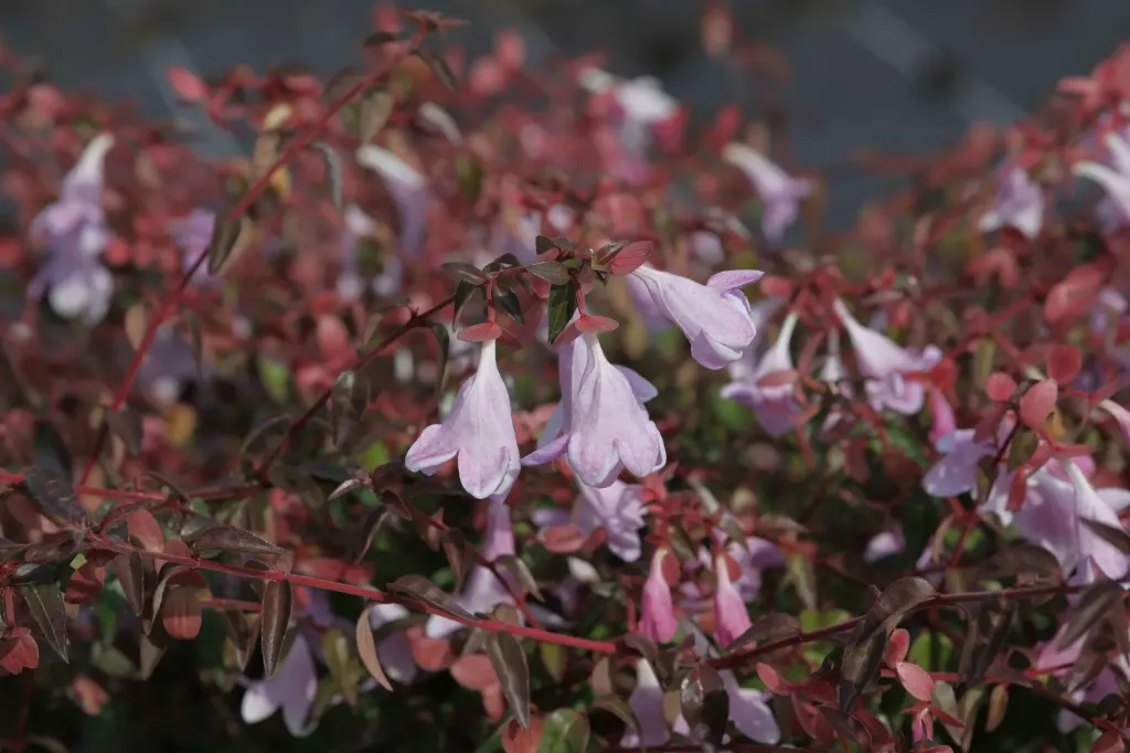 [xx] ABELIA PROVEN WINNERS® PINKY BELLS (Pot 3 litres, 25-30 cm)