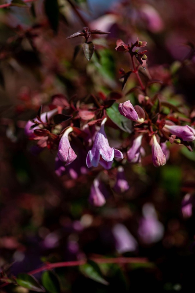 [xx] ABELIA PROVEN WINNERS® PINKY BELLS (Pot 3 litres, 25-30 cm)