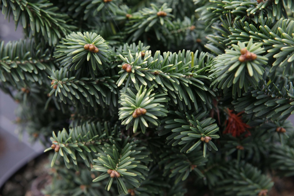 [xx] ABIES BALSAMEA 'NANA' (Pot 2 liter, 15-20 cm)