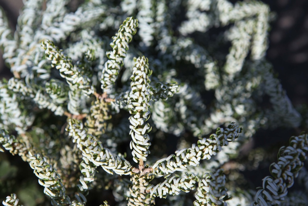 [AKSI30] ABIES KOREANA 'SILBERLOCKE' (Pot 5 litres, 30-40 cm)