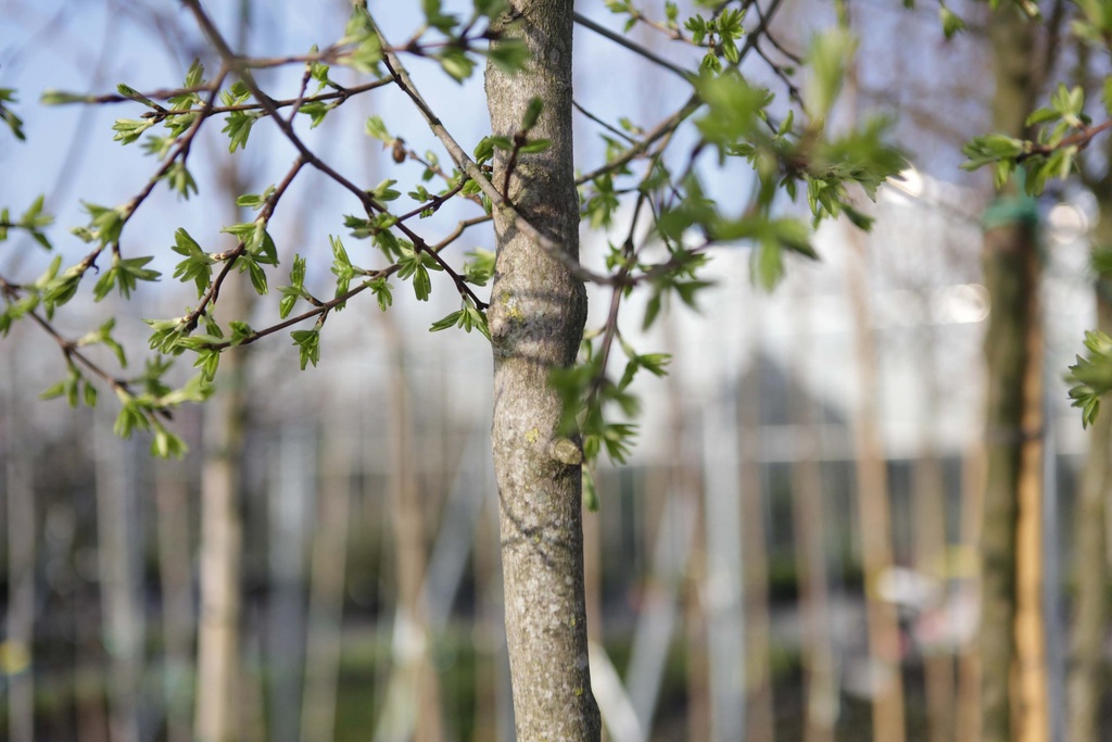 [xx] ACER BUERGERIANUM (Pot, 300-350 cm)