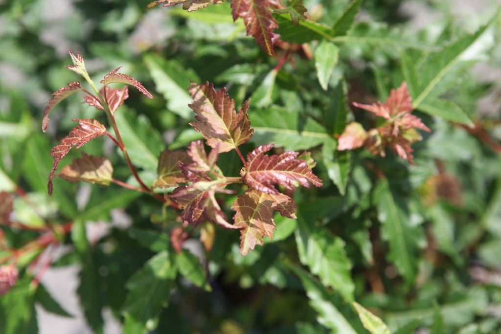 [xx] ACER GINNALA 'BAILEY COMPACT®' (Pot 3 liter, 40-50 cm)