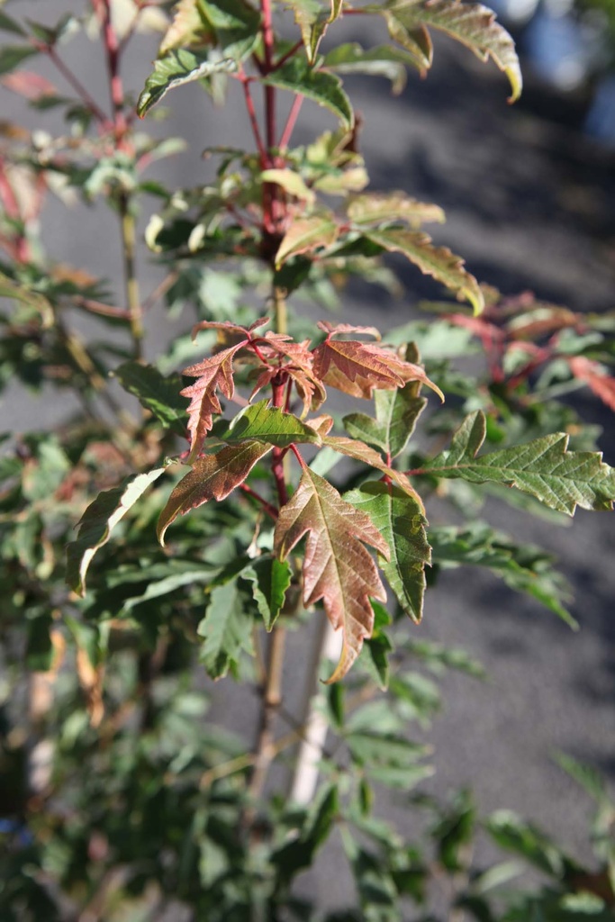 [AGRI150] ACER GRISEUM (Pot, 150-175 cm)