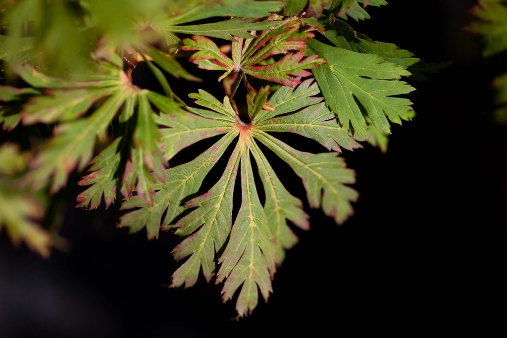 [AJAC60] ACER JAPONICUM 'ACONITIFOLIUM' (Pot, 60-80 cm)