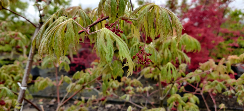 [AJAC60] ACER JAPONICUM 'ACONITIFOLIUM' (Pot, 60-80 cm)