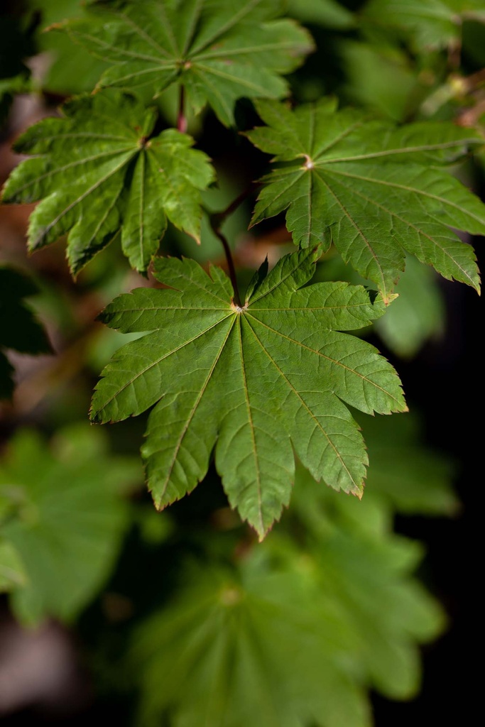 [xx] ACER JAPONICUM 'VITIFOLIUM' (Pot, 125-150 cm)