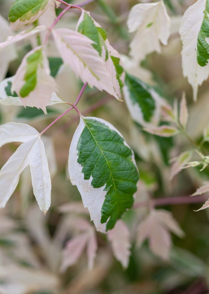 [xx] ACER NEGUNDO 'FLAMINGO' (Pot 3 litres, 40-50 cm)
