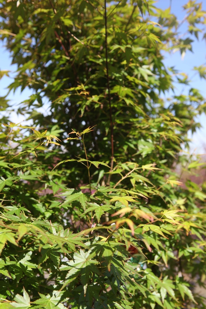 [APA200C] ACER PALMATUM (Pot, 200-250 cm)