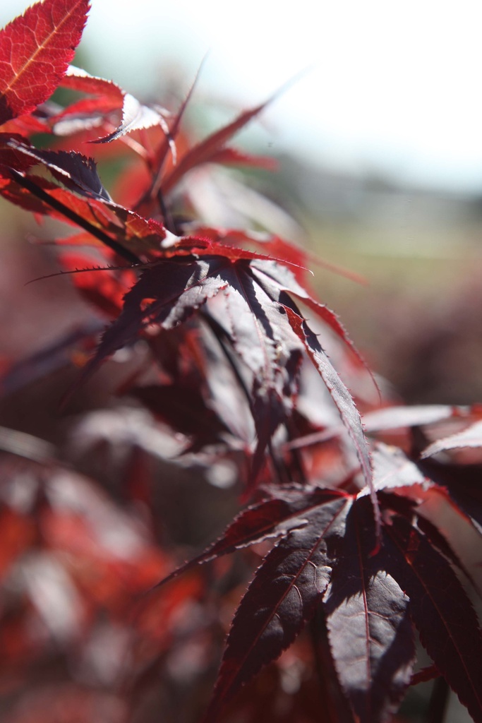 ACER PALMATUM 'ATROPURPUREUM'