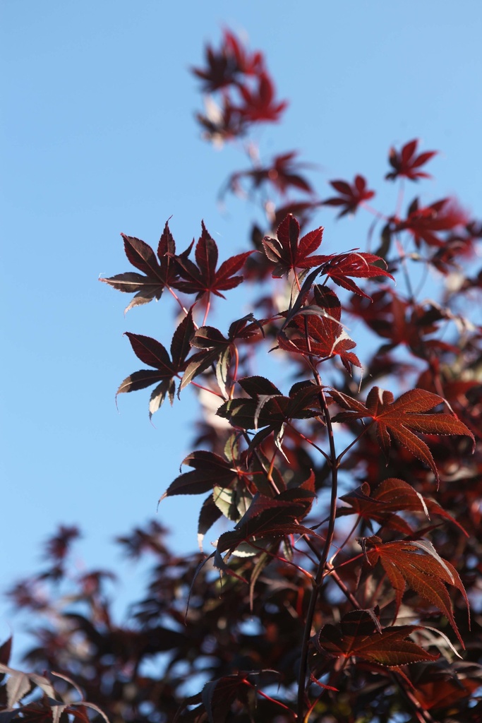 [APBL100C] ACER PALMATUM 'BLOODGOOD' (Pot, 100-125 cm)