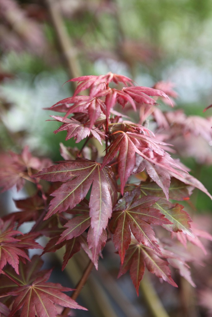[xx] ACER PALMATUM BROWN SUGAR (Pot 10 litres, 60-80 cm)
