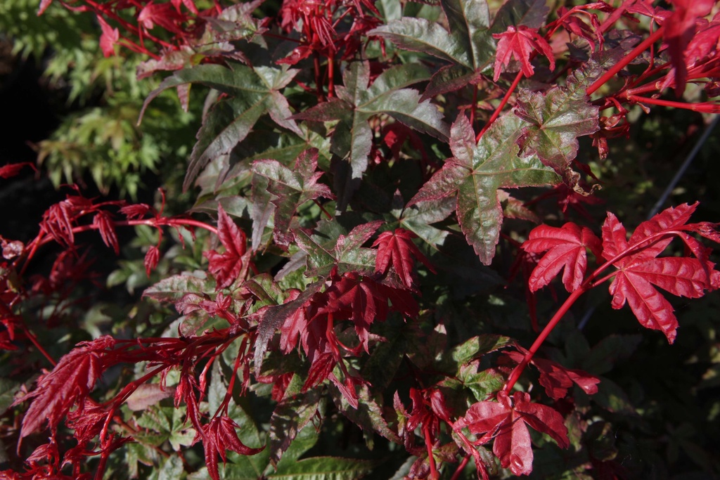 ACER PALMATUM 'DESHOJO'