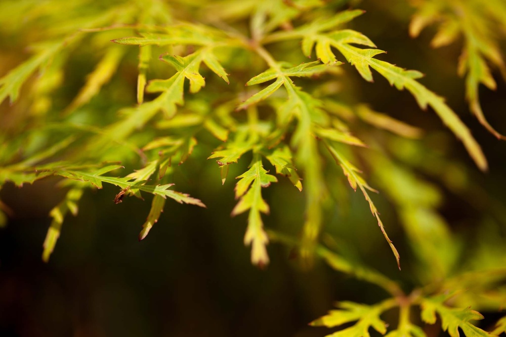 ACER PALMATUM 'DISSECTUM'