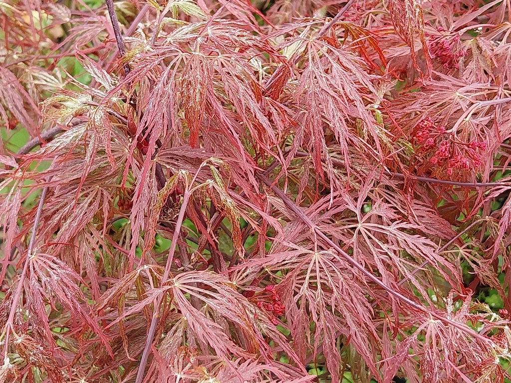 [APGA80] ACER PALMATUM 'DISSECTUM GARNET' (Pot, 80-100 cm)