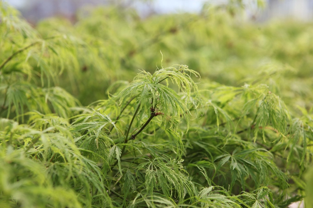 [xx] ACER PALMATUM 'DISSECTUM VIRIDIS' (Pot, Tige 100 cm)