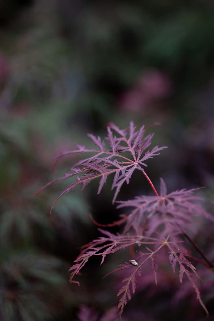 [xx] ACER PALMATUM 'INABA-SHIDARE' (Pot 3 liter, 40-50 cm)