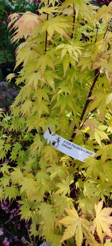 [APODR50] ACER PALMATUM 'ORANGE DREAM' (Pot 3 litres, 50-60 cm)