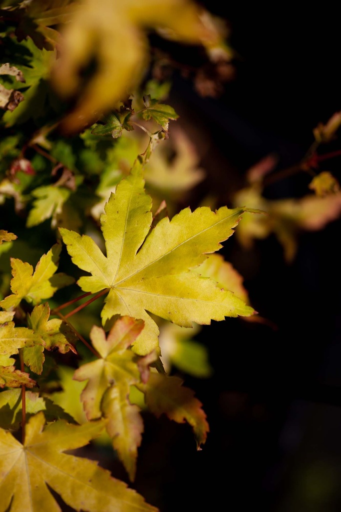 ACER PALMATUM 'ORANGE DREAM'