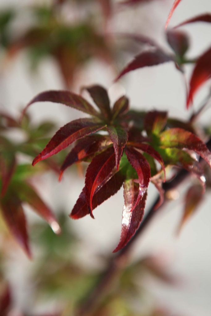 [xx] ACER PALMATUM 'RED EMPEROR' (Pot 15 litres, 100-125 cm)