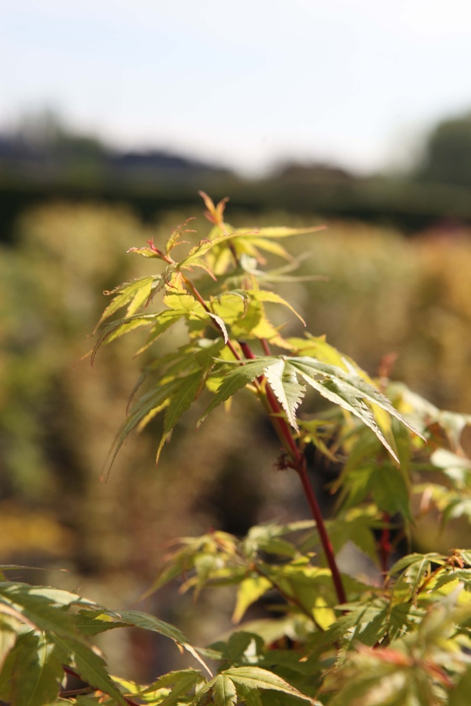 [APSA125] ACER PALMATUM 'SANGOKAKU' (Pot, 125-150 cm)