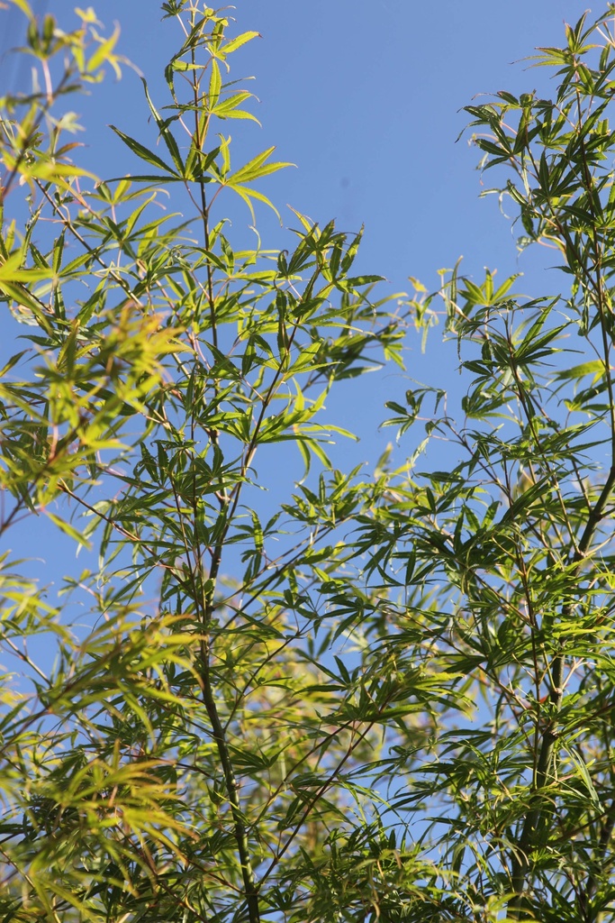 [APSC250C] ACER PALMATUM 'SCOLOPENDRIIFOLIUM' (Pot, 250-300 cm)