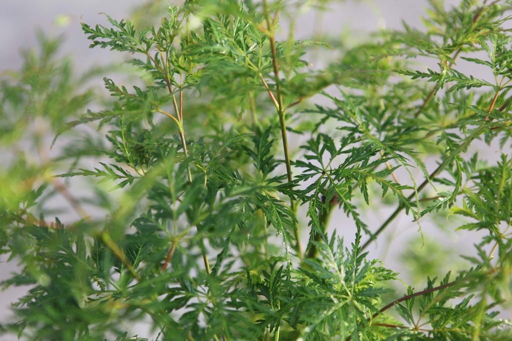 ACER PALMATUM 'SEIRYU'