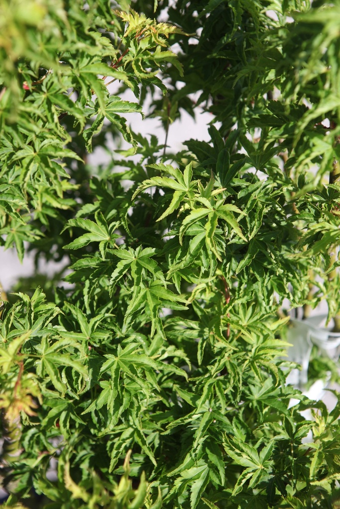 ACER PALMATUM 'SHISHIGASHIRA'