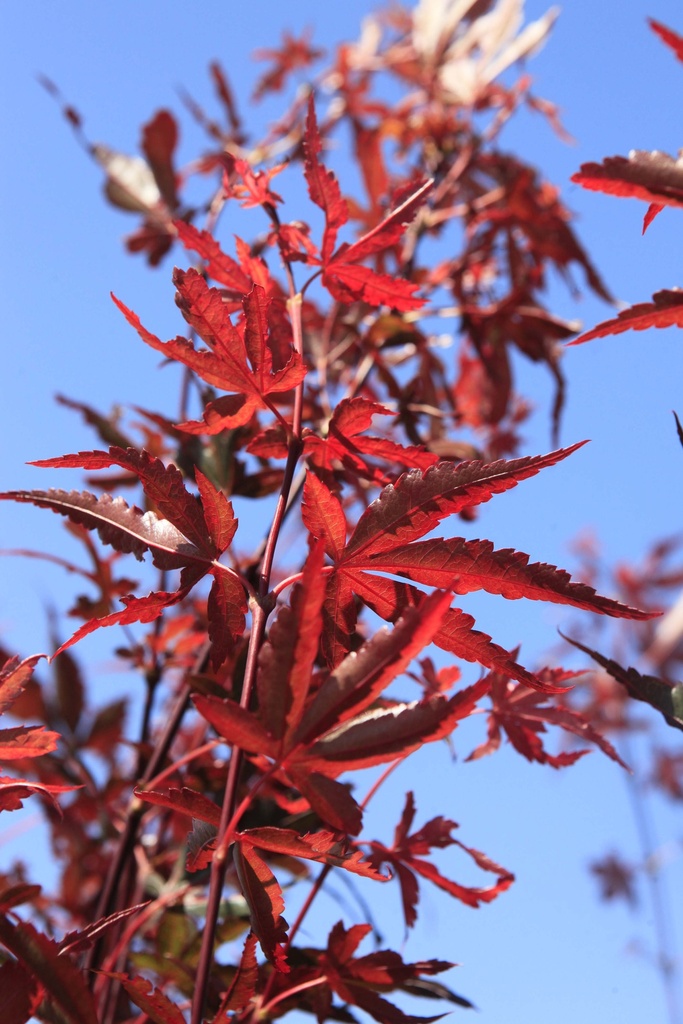 ACER PALMATUM 'SKEETER'S BROOM'