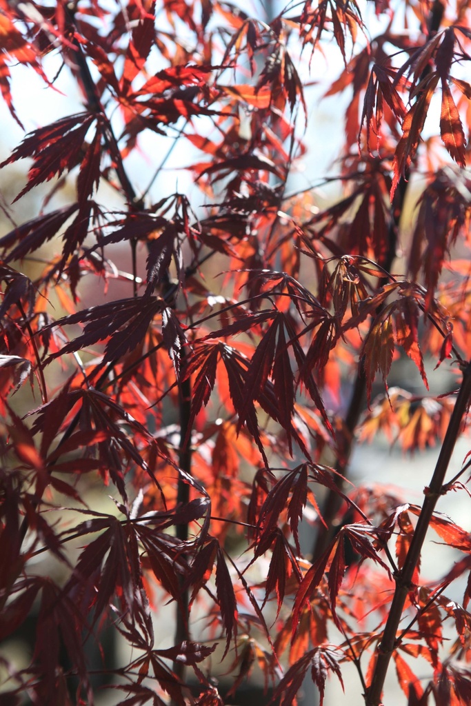 [xx] ACER PALMATUM 'SUMI-NAGASHI' (Pot, 150-175 cm)