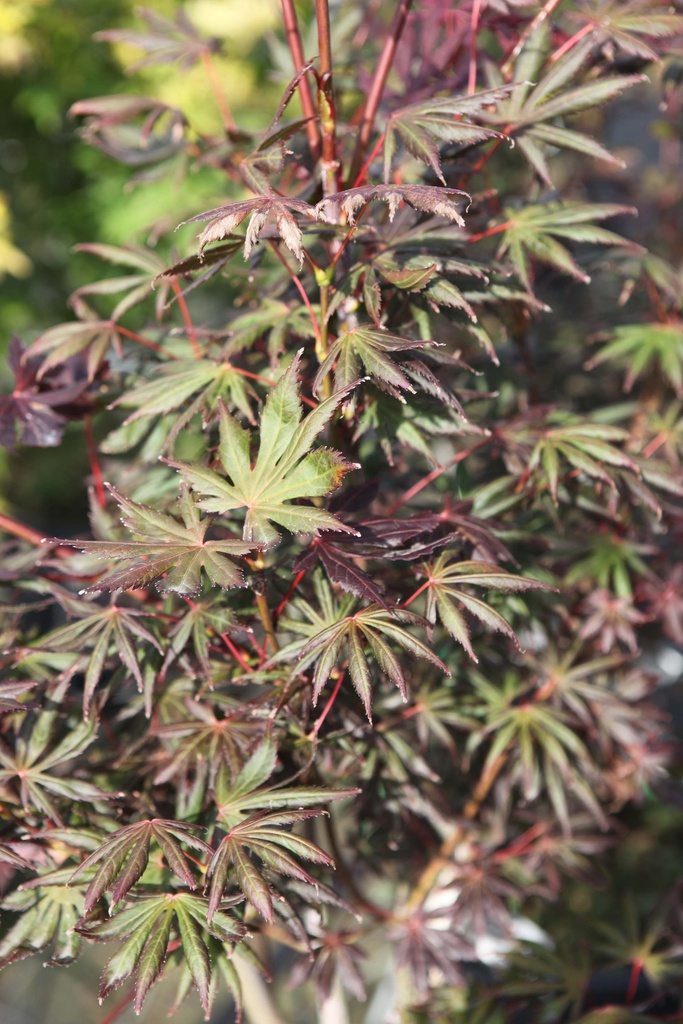 [xx] ACER PALMATUM 'TROMPENBURG' (Pot, 175-200 cm)