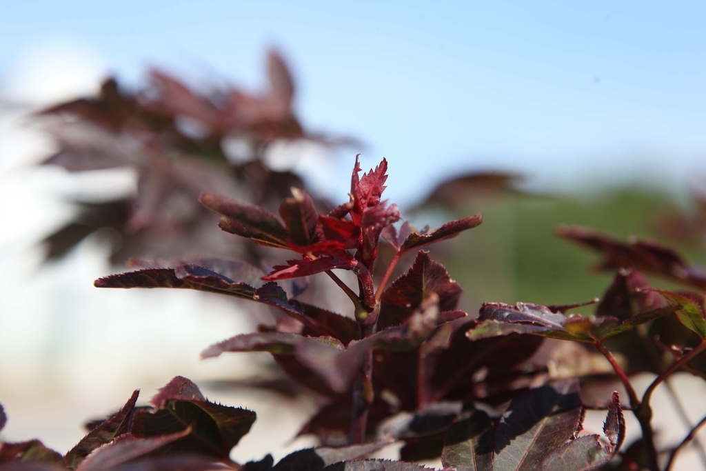 [xx] ACER PALMATUM 'TWOMBLY'S RED SENTINEL' (Pot, 125-150 cm)
