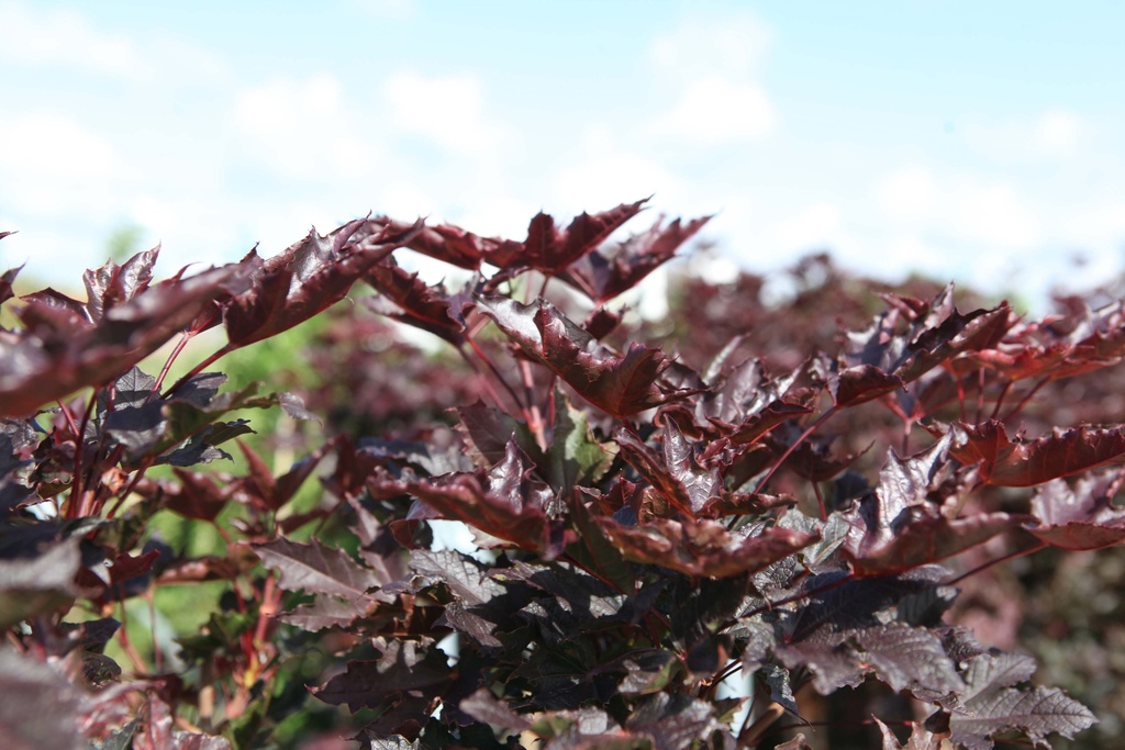 [xx] ACER PLATANOIDES 'CRIMSON SENTRY' (Pot, 150-175 cm)