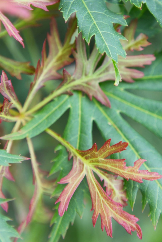 [xx] ACER PSEUDOSIEBOLDIANUM ARCTIC JADE (Pot, 80-100 cm)