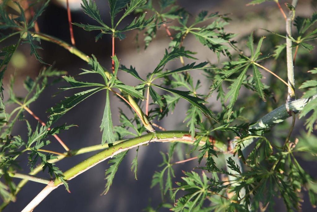 [xx] ACER PSEUDOSIEBOLDIANUM NORTH WIND (Pot, 100-125 cm)