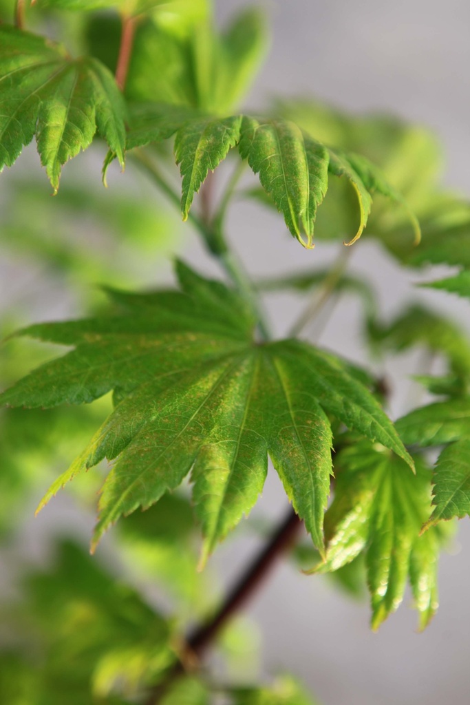 ACER SHIRASAWANUM 'AUREUM'