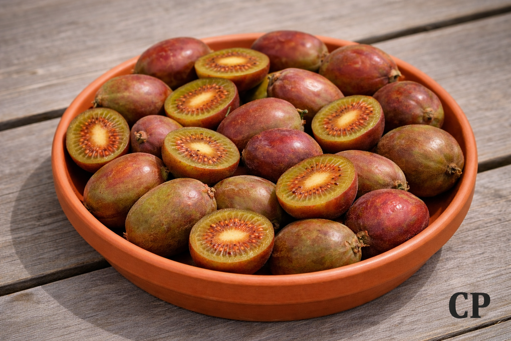 [AAKRE3] ACTINIDIA ARGUTA 'KEN'S RED' (Pot 2 liter, 60-80 cm)