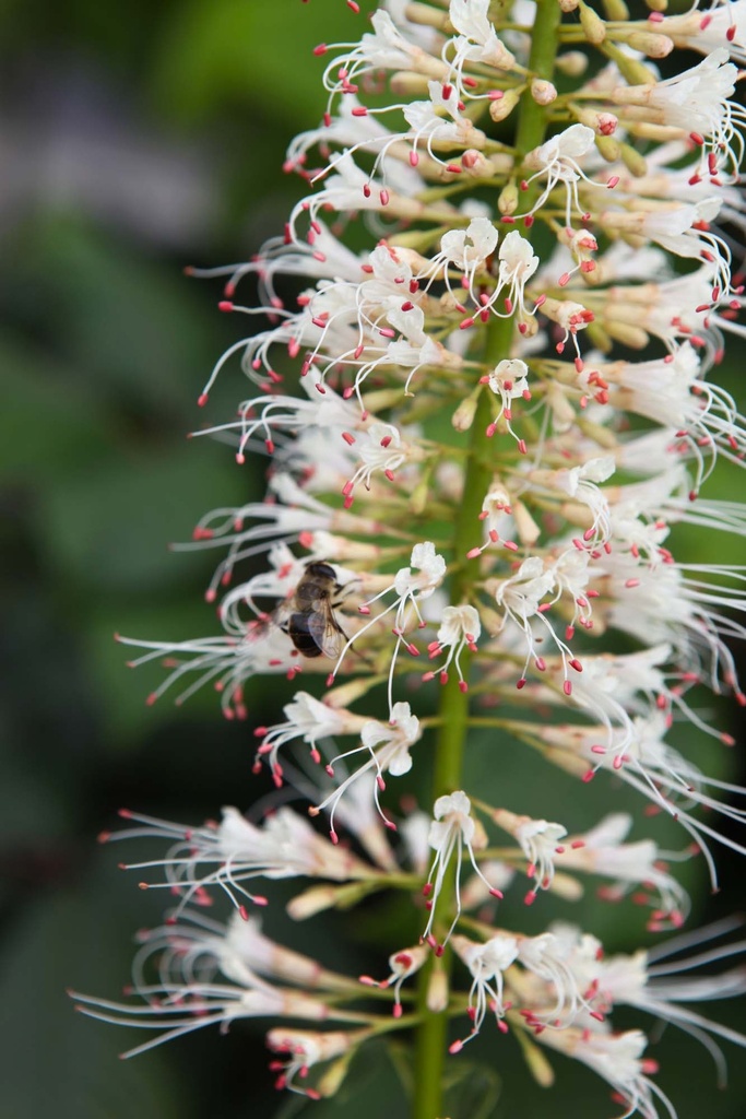 [APAR100] AESCULUS PARVIFLORA (Pot, 100-125 cm)