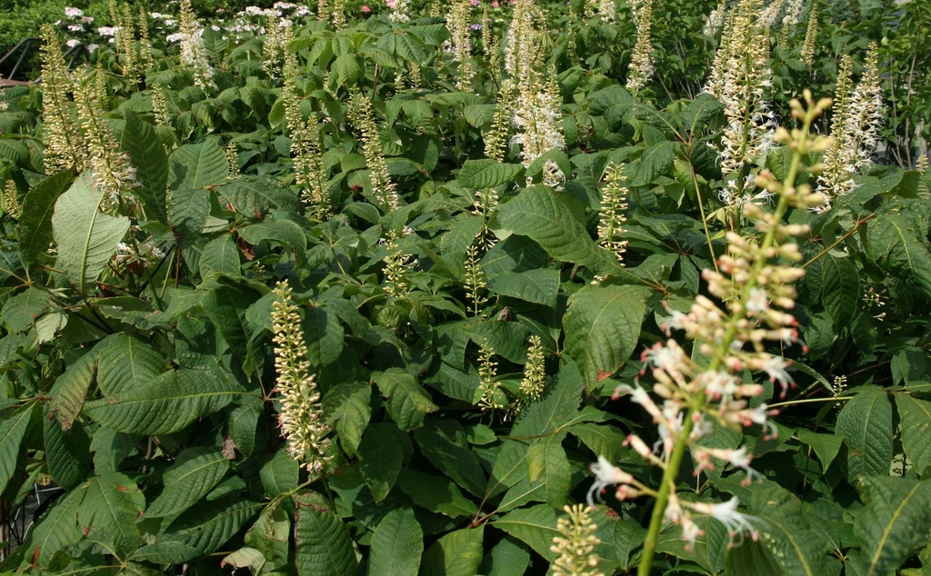 [APAR100] AESCULUS PARVIFLORA (Pot, 100-125 cm)