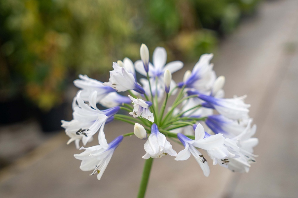 [xx] AGAPANTHUS AFRICANUS TWISTER (Pot 3 liter, 40-60 cm)