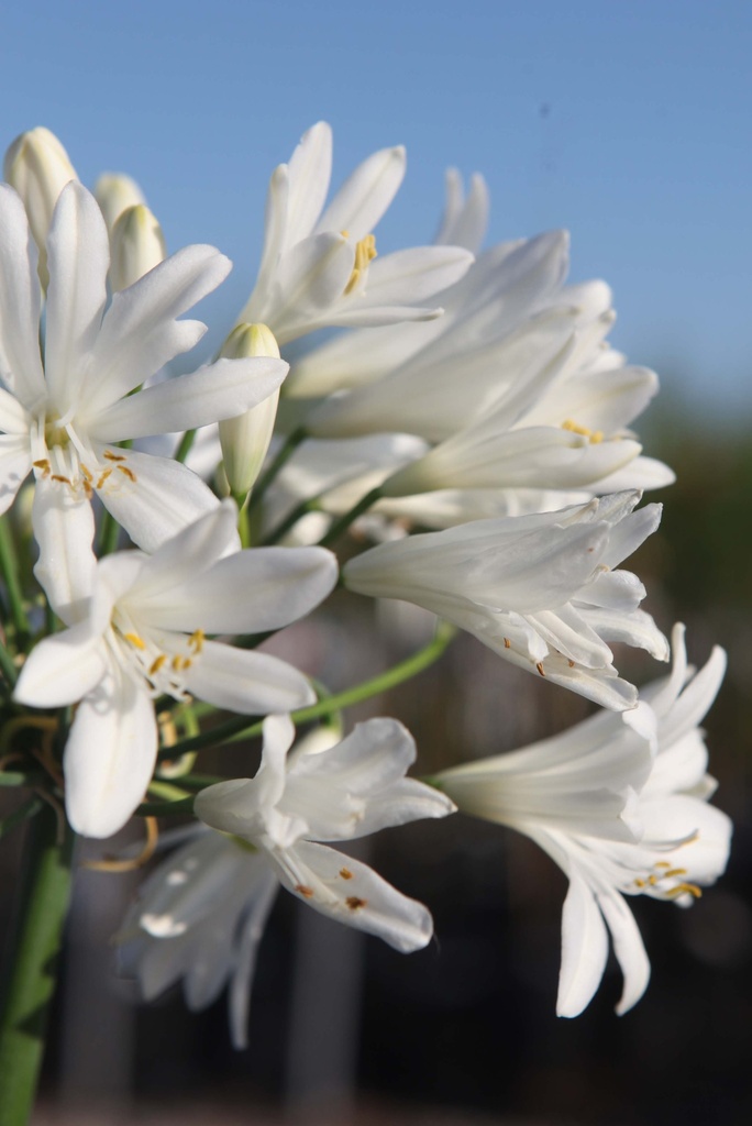 [xx] AGAPANTHUS WILLY'S WHITE (Pot 3 litres, 40-60 cm)